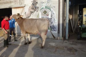 k-V Biver Nationaler Rinderchampion 2016 bei Piazza Lugio